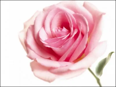 Stylo, étiquette, pinceau, crayon ? Quel est l'intrus ?