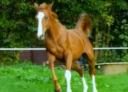 Quiz Galop 1