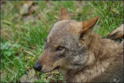 Où se trouve le loup ibérique ?