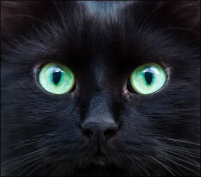 Bouh ! Question 13.
Dans quel pays le chat noir est-il très important ?