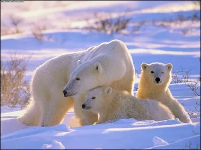 Où vivent la majorité des ours polaires ?