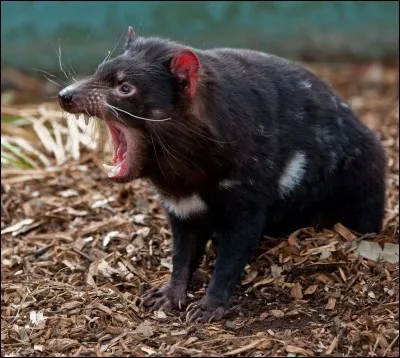 Où vit le diable de Tasmanie ?