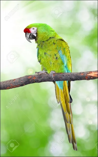 Où vit l'ara militaire ?