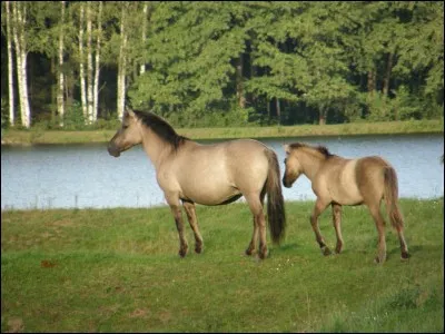 Quelle est l'origine du cheval nommé Roztocze ?