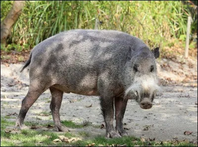 Où pouvons-nous trouver un sanglier à barbe ?