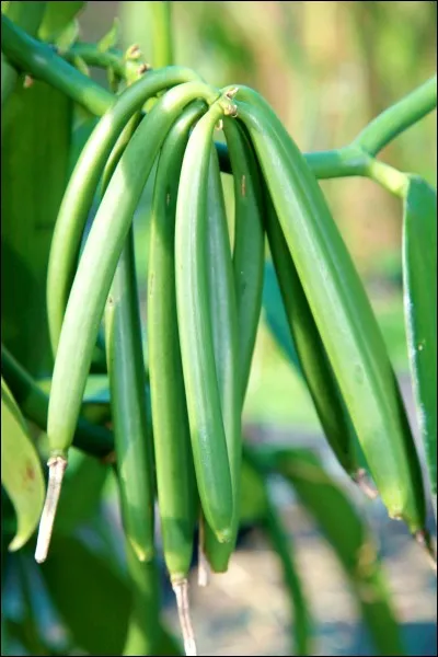 A quelle famille appartient la fleur du vanillier ?