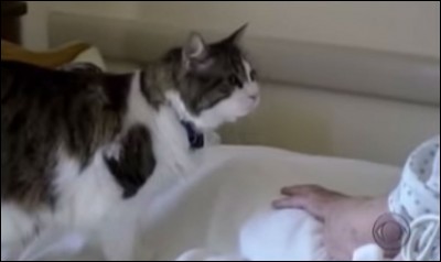 Ce chat s'appelle Oscar, il vit dans une maison de retraite de la ville de Providence, aux Etats-Unis, il a une capacité très étonnante !