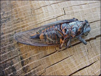 Cette espèce de cigale ne chante pas forcément tout l'été, par contre sa larve peur rester ... enfouie dans le sol avant de se transformer en adulte !