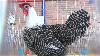 Le nom de cette race est :