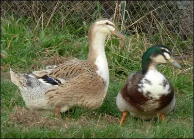 Ceci est un couple de :