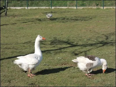 Ceci est un couple de :