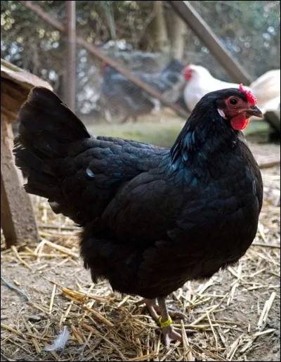 Quelle est la race de cette poule ?