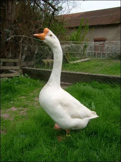 C'est une oie :