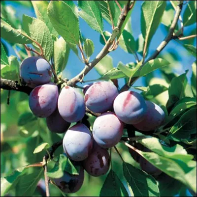 Q - Comment est plus souvent appelée la prune bleue, du prunier de Damas ?