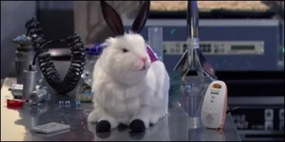 Qui est transformé en lapin ?