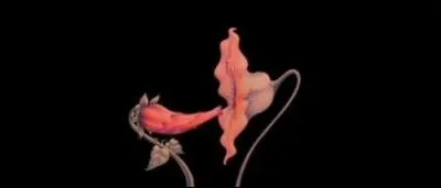 D'aprs le film, que reprsente ces deux fleurs ?