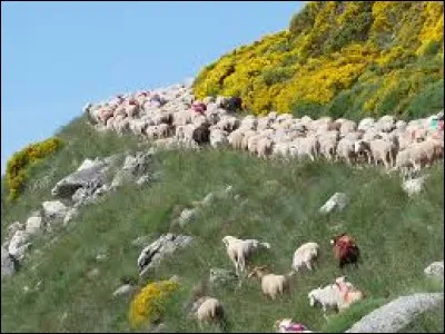 De la plaine aux pâturages, ne traînez pas ! Partez de Balazuc, l'un des plus beaux villages de France. Arrêtez-vous un instant à Largentière. Au bout de 40 heures partagées entre marches et repos vous atteignez le Tanargue avec vos moutons. Balayez l'horizon du regard. Vous êtes arrivés après avoir parcouru les drailles...