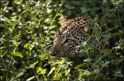 Où le voit-on pour la première fois ?