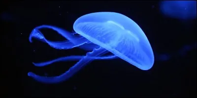 Le seul animal connut capable de rajeunir est 
la méduse...