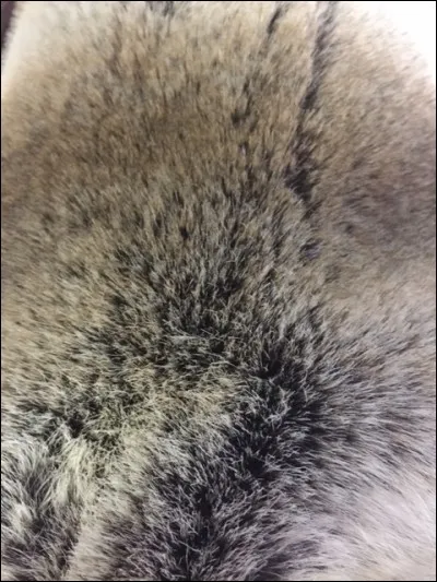 Cette fourrure est celle de ... .