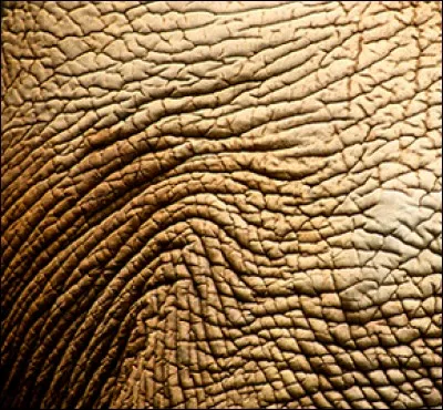 Vous voyez une peau ... .