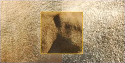 Quelle peau de vache! direz-vous en lisant la question. La peau que vous voyez est celle d'une vache de race ...