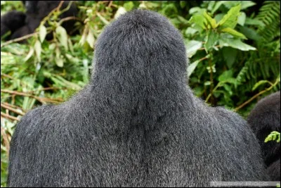 À quel singe appartient ce pelage ?Réponse sur l'image.