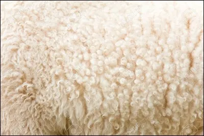 Ce pelage frisé est celui ... .