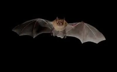 À quel humoriste doit-on le sketch "La chauve-souris" ?