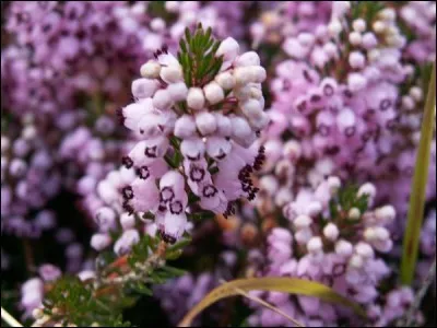 Question d'actualité de l'an 2017. Quel homme politique, successivement membre du RPR, du RPF, de l'UMP et Debout la République, a prononcé : "Le gouvernement flatte les syndicats pour sacrifier les salariés et ne traite pas les causes du chômage de masse" ?