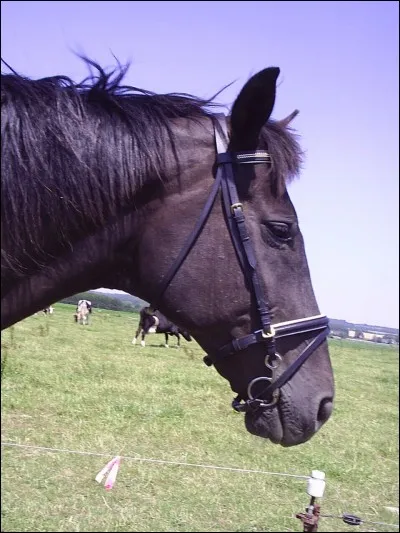 Quand faut-il laver son mors ?