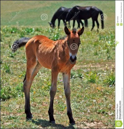C'est un corps d'élite de cavaliers français !