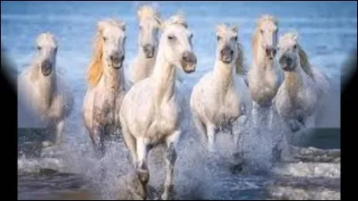 Il est le cheval d'Hercule, alors bien entendu il est un peu différent des autres !