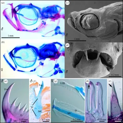Si je vous dis : des écailles, des crocs, des nageoires, vous pensez à...