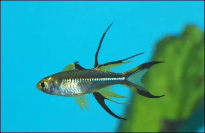 Je suis originaire de Sulawesi, je suis :