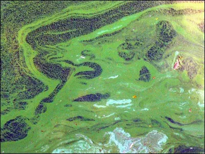 Les cyanophycées sont :