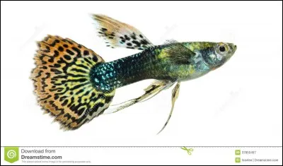 Quel est le volume minimum pour un harem de Poecilia reticulata ?