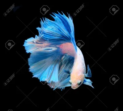Betta albimarginata, Betta macrostoma, Betta pallifina, Betta channoides, Betta unimaculata ont en commun :