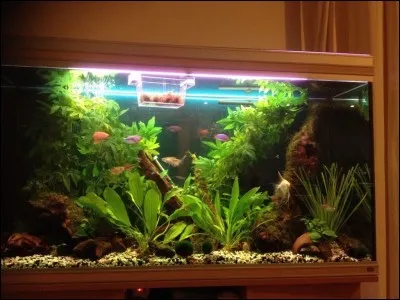 Pour un couple de Gouramis léeri, un ban de 20 Barbus cerise, un ban de 6 Garras flavatra et 5 crevettes bambous, quel est, selon vous, le volume idéal du bac ?