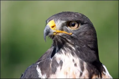 Chaque porteur doit avant encliquetage de son ARI effectuer :