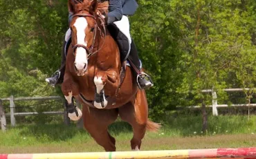 Quiz Galop 1