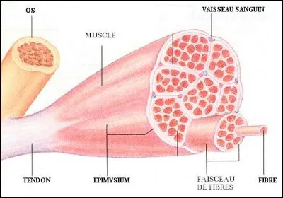 L'hypertrophie, c'est :