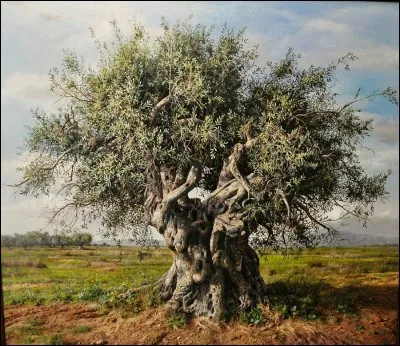 Les oliviers dans l'Antiquité étaient les arbres les plus difficiles à arracher, lorsqu'on y met le feu, celui-ci s'éteint avant que l'arbre meure.