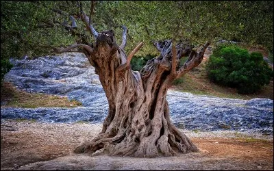 Quel prophète abrahamique aurait dit : "consommez de l'huile d'olive et frottez-vous le visage, car elle provient d'un arbre béni." ?
