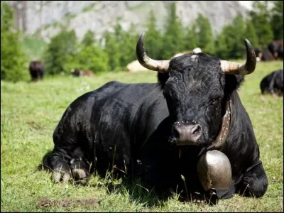 Comment se nomme la race de vaches valaisannes ?