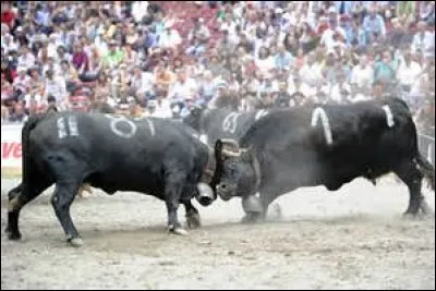 Traditionnellement, des combats de ces bovins sont organisés lors de la montée en alpage. Comment se nomment ces luttes qui rassemblent de nombreux spectateurs ?