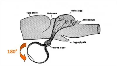 Si on coupe le nerf optique d'une grenouille et qu'on réimplante l'œil avec une rotation de 180 degrés, qu'observe-t-on ?