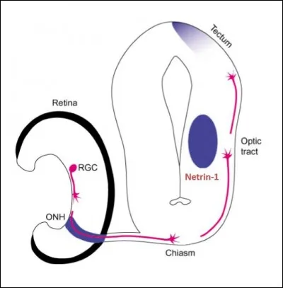 Pourquoi les neurones sont-ils attirés par la nétrine 1 dans la rétine et repoussés par cette même molécule dans le tectum ?