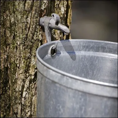 C'est à la fin de l'hiver, quand la température se radoucit, que se récolte ce sirop, sur des pancakes c'est fameux !