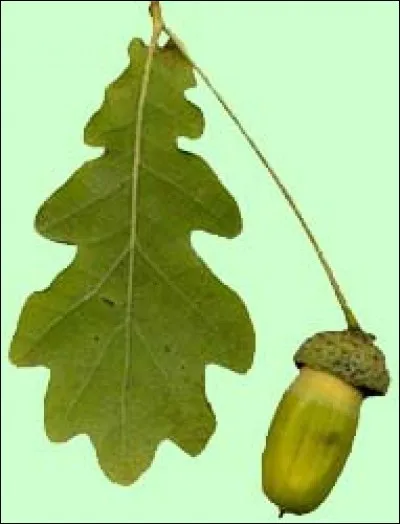 Prouvez que vous n'êtes pas dur(e)s de la feuille, trouvez mon nom !